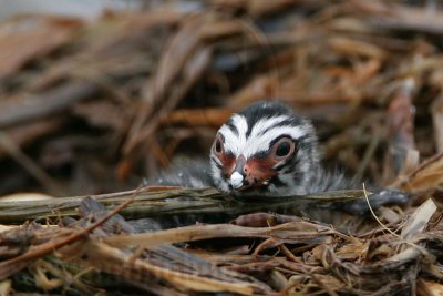 _MG_7705 Pied-billed Grebe.jpg