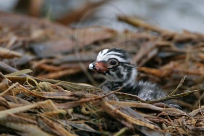 _MG_7715 Pied-billed Grebe.jpg