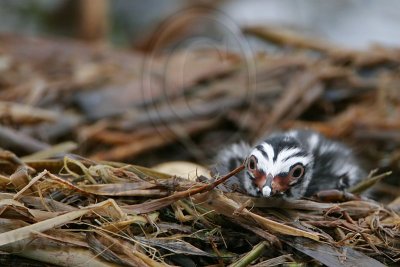 _MG_7727 Pied-billed Grebe.jpg