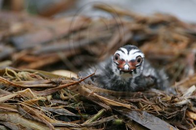 _MG_7729 Pied-billed Grebe.jpg