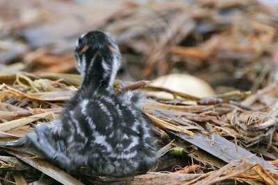 _MG_7746 Pied-billed Grebe.jpg