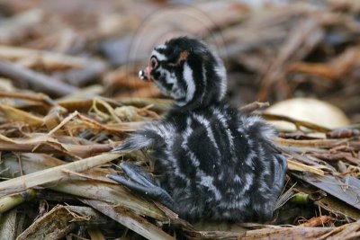 _MG_7748 Pied-billed Grebe.jpg
