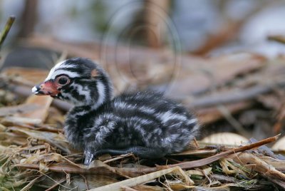_MG_7753 Pied-billed Grebe.jpg