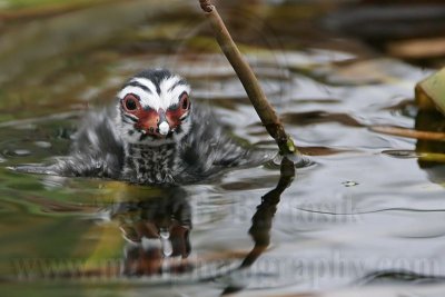 _MG_7765 Pied-billed Grebe.jpg
