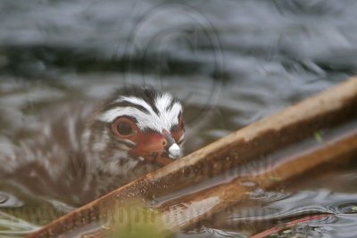 _MG_7768 Pied-billed Grebe.jpg