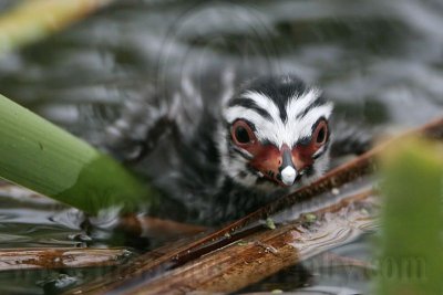 _MG_7769 Pied-billed Grebe.jpg