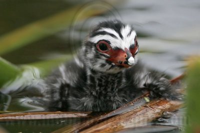 _MG_7771 Pied-billed Grebe.jpg