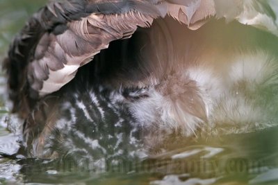 _MG_7796 Pied-billed Grebe.jpg