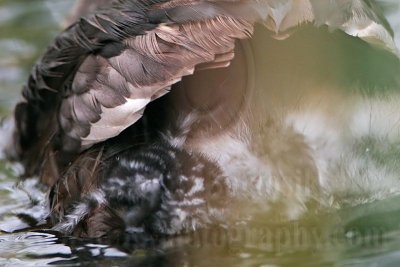 _MG_7797 Pied-billed Grebe.jpg