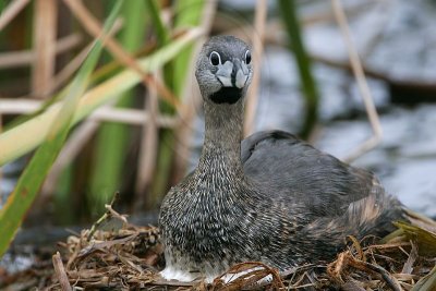 _MG_7838 Pied-billed Grebe.jpg