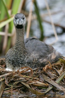 _MG_7848 Pied-billed Grebe.jpg