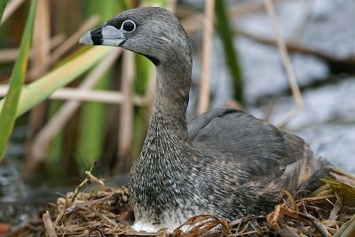 _MG_7866 Pied-billed Grebe.jpg