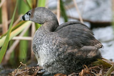 _MG_7872 Pied-billed Grebe.jpg