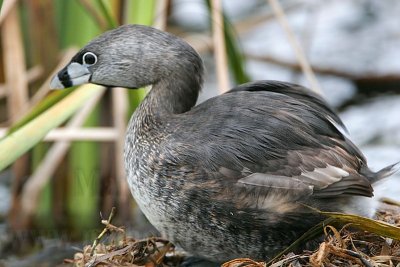 _MG_7875 Pied-billed Grebe.jpg