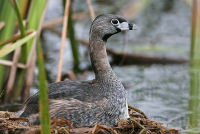 _MG_7899 Pied-billed Grebe.jpg