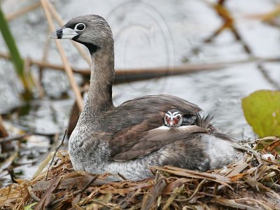 _MG_5150 Pied-billed Grebe.jpg