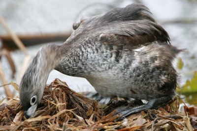 _MG_5167 Pied-billed Grebe.jpg