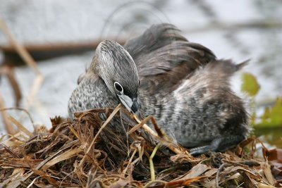 _MG_5169 Pied-billed Grebe.jpg