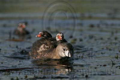 _MG_0205 Pied-billed Grebe.jpg