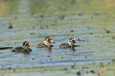 _MG_0252 Pied-billed Grebe.jpg