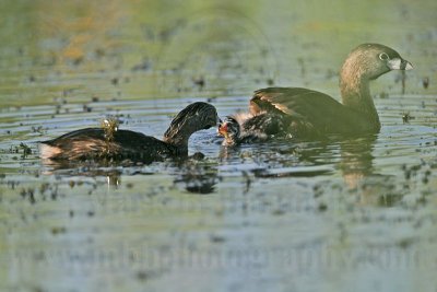 _MG_0550 Pied-billed Grebe.jpg