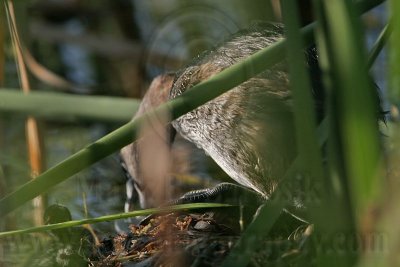 _MG_0781 Pied-billed Grebe.jpg
