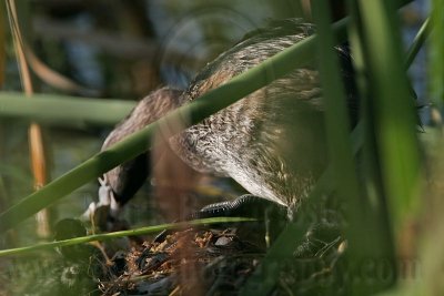 _MG_0782 Pied-billed Grebe.jpg