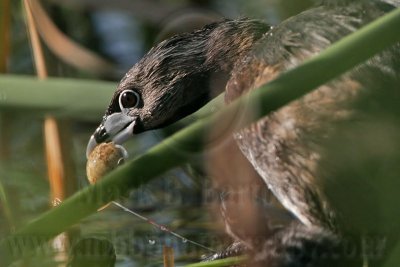 _MG_0794 Pied-billed Grebe.jpg