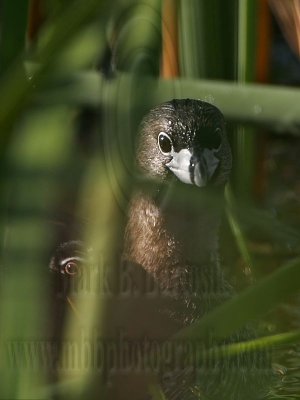 _MG_0824 Pied-billed Grebe.jpg