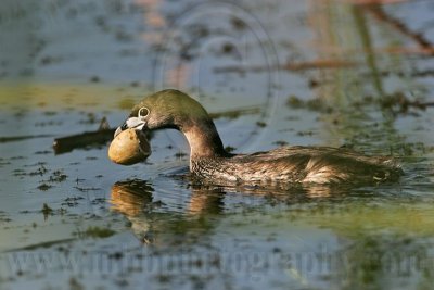 _MG_0871 Pied-billed Grebe.jpg