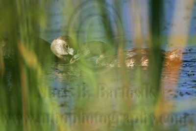_MG_0877 Pied-billed Grebe.jpg
