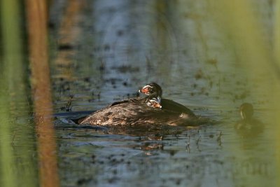 _MG_1308 Pied-billed Grebe.jpg