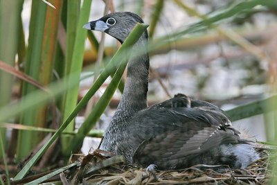 _MG_2548 Pied-billed Grebe.jpg