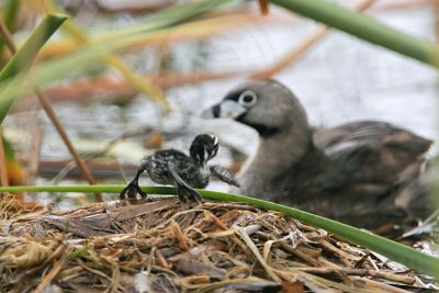 _MG_8100 Pied-billed Grebe.jpg
