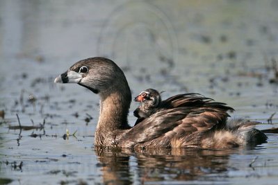 _MG_8893 Pied-billed Grebe.jpg