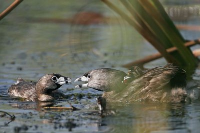 _MG_9117 Pied-billed Grebe.jpg