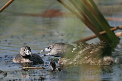 _MG_9118 Pied-billed Grebe.jpg