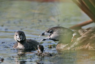 _MG_9119 Pied-billed Grebe.jpg