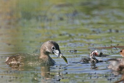 _MG_9279 Pied-billed Grebe.jpg