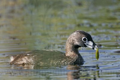_MG_9282 Pied-billed Grebe.jpg