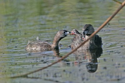 _MG_9420 Pied-billed Grebe.jpg