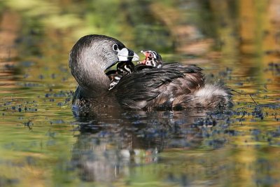 _MG_4927 Pied-billed Grebe.jpg