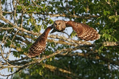 _MG_3555 Barred Owl.jpg
