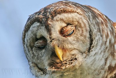 _MG_3663 Barred Owl.jpg