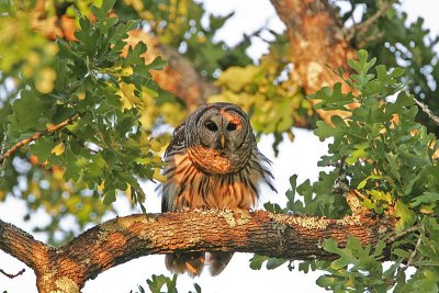 _MG_3995 Barred Owl.jpg