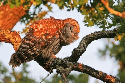 _MG_4219 Barred Owl.jpg