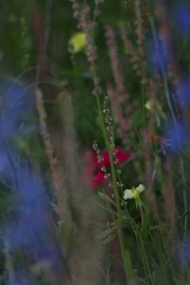 _MG_4643 800.jpg