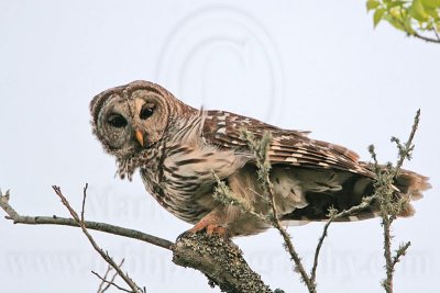 _MG_4758 Barred Owl.jpg