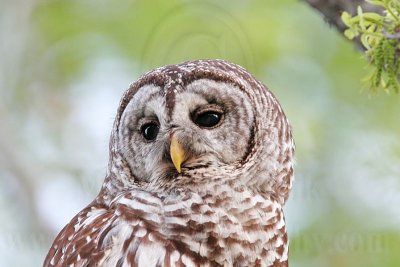 _MG_4846 Barred Owl.jpg