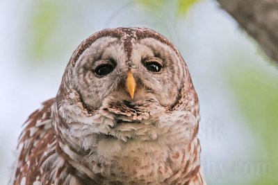 _MG_4886 Barred Owl.jpg
